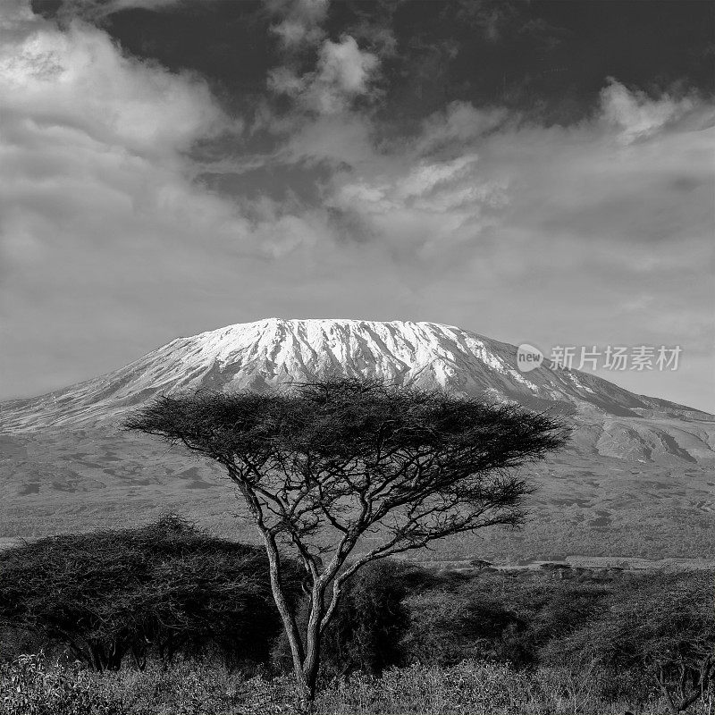 乞力马扎罗山和Acacia -早上